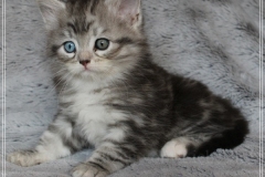 Morgentau-Liebeshof-black-silver-classic-tabby-white-7-Wochen-alt.-www.sibirische-katzen-hamburg.de-IV