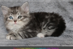 Morgentau-Liebeshof-black-silver-classic-tabby-white-7-Wochen-alt.-www.sibirische-katzen-hamburg.de-odded-Eyes