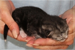 Morgentau-Liebeshof-black-silver-classic-tabby-white-www.sibirische-katzen-hamburg.de-Altai-Gen-Dominat-blue-eyes-1