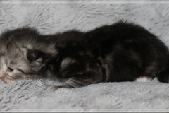 Morgentau-Liebeshof-black-silver-classic-tabby-white-www.sibirische-katzen-hamburg.de-Altai-Gen-Dominat-blue-eyes-2