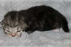 Morgentau-Liebeshof-black-silver-classic-tabby-white-www.sibirische-katzen-hamburg.de-Altai-Gen-Dominat-blue-eyes-3
