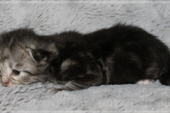 Morgentau-Liebeshof-black-silver-classic-tabby-white-www.sibirische-katzen-hamburg.de-Altai-Gen-Dominat-blue-eyes-4