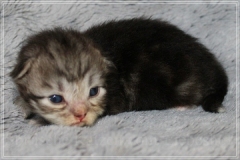 Morgentau-Liebeshof-black-silver-classic-tabby-white-www.sibirische-katzen-hamburg.de-Altai-Gen-Dominat-blue-eyes-5