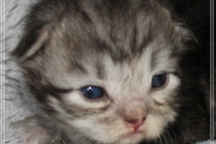 Morgentau-Liebeshof-black-silver-classic-tabby-white-www.sibirische-katzen-hamburg.de-Altai-Gen-Dominat-blue-eyes-6