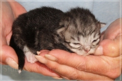 Morgentau-Liebeshof-black-silver-classic-tabby-white-www.sibirische-katzen-hamburg.de-Altai-Gen-Dominat-blue-eyes-7