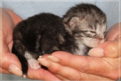 Morgentau-Liebeshof-black-silver-classic-tabby-white-www.sibirische-katzen-hamburg.de-Altai-Gen-Dominat-blue-eyes-8