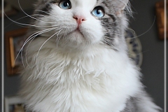 Otto-Eremitage-by-Liebeshof-black-silver-classic-tabby-white-6-Monate-alt.-www.sibirische-katzen-hamburg.de-I