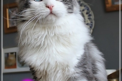 Otto-Eremitage-by-Liebeshof-black-silver-classic-tabby-white-6-Monate-alt.-www.sibirische-katzen-hamburg.de-II