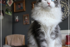 Otto-Eremitage-by-Liebeshof-black-silver-classic-tabby-white-6-Monate-alt.-www.sibirische-katzen-hamburg.de-III