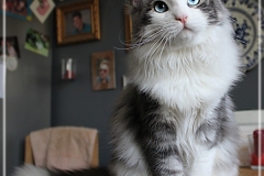Otto-Eremitage-by-Liebeshof-black-silver-classic-tabby-white-6-Monate-alt.-www.sibirische-katzen-hamburg.de-IV