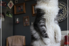 Otto-Eremitage-by-Liebeshof-black-silver-classic-tabby-white-6-Monate-alt.-www.sibirische-katzen-hamburg.de-V