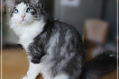 Otto-Eremitage-by-Liebeshof-black-silver-classic-tabby-white-6-Monate-alt.-www.sibirische-katzen-hamburg.de_