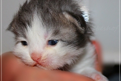 Pickachu-Liebeshof-black-silver-golden-classic-tabby-white-12-Tage-alt.-www.sibirische-katzen-hamburg.de-I