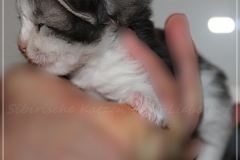Pickachu-Liebeshof-black-silver-golden-classic-tabby-white-12-Tage-alt.-www.sibirische-katzen-hamburg.de-II