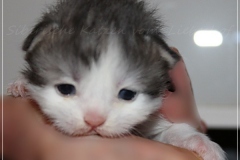 Pickachu-Liebeshof-black-silver-golden-classic-tabby-white-12-Tage-alt.-www.sibirische-katzen-hamburg.de-III