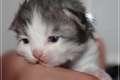 Pickachu-Liebeshof-black-silver-golden-classic-tabby-white-12-Tage-alt.-www.sibirische-katzen-hamburg.de_