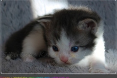 Pickachu-Liebeshof-black-silver-golden-classic-tabby-white-3-Wochen-alt.-www.sibirische-katzen-hamburg.de-I