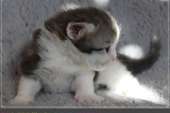 Pickachu-Liebeshof-black-silver-golden-classic-tabby-white-3-Wochen-alt.-www.sibirische-katzen-hamburg.de-II