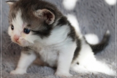 Pickachu-Liebeshof-black-silver-golden-classic-tabby-white-3-Wochen-alt.-www.sibirische-katzen-hamburg.de-III