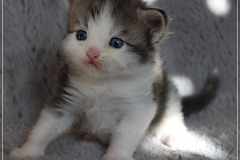 Pickachu-Liebeshof-black-silver-golden-classic-tabby-white-3-Wochen-alt.-www.sibirische-katzen-hamburg.de-IV