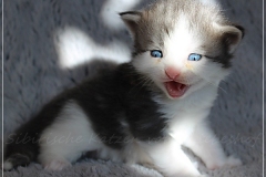 Pickachu-Liebeshof-black-silver-golden-classic-tabby-white-3-Wochen-alt.-www.sibirische-katzen-hamburg.de_