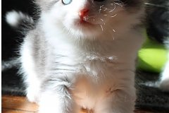 Pickachu-Liebeshof-black-silver-golden-classic-tabby-white-6-Wochen-alt.-www.sibirische-katzen-hamburg.de-I