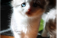 Pickachu-Liebeshof-black-silver-golden-classic-tabby-white-6-Wochen-alt.-www.sibirische-katzen-hamburg.de_