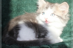Pickachu-Liebeshof-black-silver-golden-classic-tabby-white-7Wochen-alt.-www.sibirische-katzen-hamburg.de-II