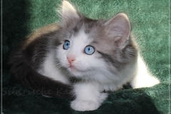 Pickachu-Liebeshof-black-silver-golden-classic-tabby-white-7Wochen-alt.-www.sibirische-katzen-hamburg.de-IV