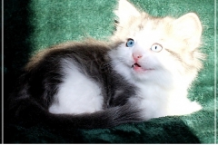 Pickachu-Liebeshof-black-silver-golden-classic-tabby-white-7Wochen-alt.-www.sibirische-katzen-hamburg.de-V