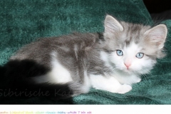 Pickachu-Liebeshof-black-silver-golden-classic-tabby-white-7Wochen-alt.-www.sibirische-katzen-hamburg.de_