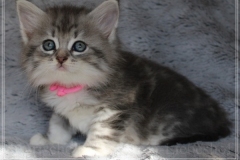 Rainbow-Liebeshof-blue-silver-classic-tabby-white-7-Wochen-alt-www.sibirische-katzen-hamburg.de-I