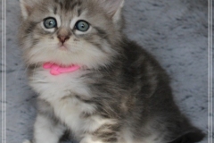 Rainbow-Liebeshof-blue-silver-classic-tabby-white-7-Wochen-alt-www.sibirische-katzen-hamburg.de-II