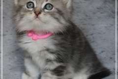 Rainbow-Liebeshof-blue-silver-classic-tabby-white-7-Wochen-alt-www.sibirische-katzen-hamburg.de-III