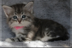 Rainbow-Liebeshof-blue-silver-classic-tabby-white-7-Wochen-alt-www.sibirische-katzen-hamburg.de_