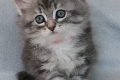 Rainbow-Liebeshof-blue-silver-classic-tabby-white-8-Wochen-alt.-Altai-Eyes-www.sibirische-katzen-hamburg.de-I