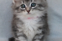 Rainbow-Liebeshof-blue-silver-classic-tabby-white-8-Wochen-alt.-Altai-Eyes-www.sibirische-katzen-hamburg.de-II