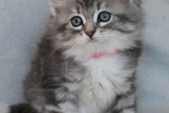 Rainbow-Liebeshof-blue-silver-classic-tabby-white-8-Wochen-alt.-Altai-Eyes-www.sibirische-katzen-hamburg.de-III