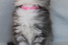 Rainbow-Liebeshof-blue-silver-classic-tabby-white-8-Wochen-alt.-Altai-Eyes-www.sibirische-katzen-hamburg.de-IV
