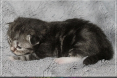 Rainbow-Liebeshof-blue-silver-classic-torbie-white-14-Tage-alt.-Altai-Eyes-www.sibirische-katzen-hamburg.de-I