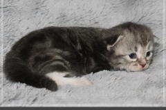 Rainbow-Liebeshof-blue-silver-classic-torbie-white-14-Tage-alt.-Altai-Eyes-www.sibirische-katzen-hamburg.de-II