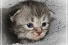 Rainbow-Liebeshof-blue-silver-classic-torbie-white-14-Tage-alt.-Altai-Eyes-www.sibirische-katzen-hamburg.de-III