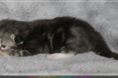 Rainbow-Liebeshof-blue-silver-classic-torbie-white-14-Tage-alt.-Altai-Eyes-www.sibirische-katzen-hamburg.de_