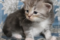 Rainbow-Liebeshof-blue-silver-classic-torbie-white-3-Wochen-alt.-Altai-Eyes-www.sibirische-katzen-hamburg.de-I