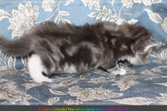 Rainbow-Liebeshof-blue-silver-classic-torbie-white-3-Wochen-alt.-Altai-Eyes-www.sibirische-katzen-hamburg.de-II