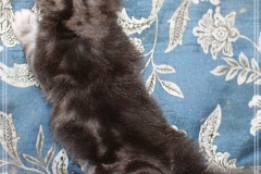Rainbow-Liebeshof-blue-silver-classic-torbie-white-3-Wochen-alt.-Altai-Eyes-www.sibirische-katzen-hamburg.de-III