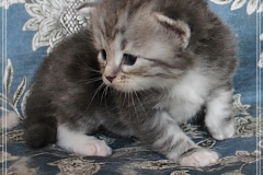 Rainbow-Liebeshof-blue-silver-classic-torbie-white-3-Wochen-alt.-Altai-Eyes-www.sibirische-katzen-hamburg.de_