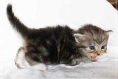 Rainbow-Liebeshof-blue-silver-classic-torbie-white-4-Wochen-alt.-Altai-Eyes-www.sibirische-katzen-hamburg.de-I