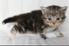 Rainbow-Liebeshof-blue-silver-classic-torbie-white-4-Wochen-alt.-Altai-Eyes-www.sibirische-katzen-hamburg.de-II
