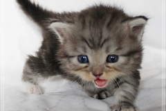 Rainbow-Liebeshof-blue-silver-classic-torbie-white-4-Wochen-alt.-Altai-Eyes-www.sibirische-katzen-hamburg.de_